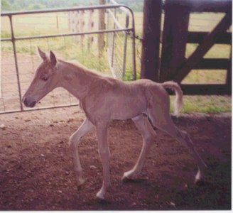 Dusty's Foal 1